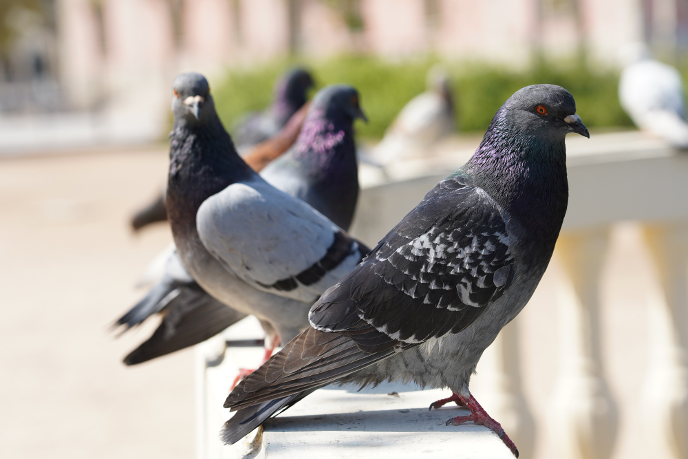 Effarouchement_pigeons