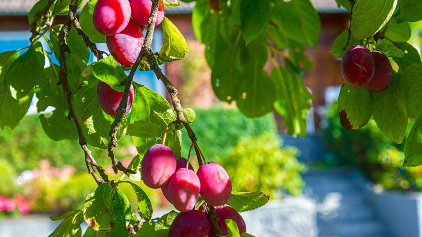 arbre_fruits