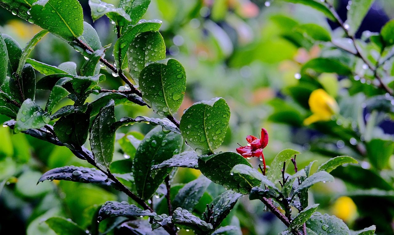 découvrez tout sur l'eau de pluie : collecte, utilisation durable et avantages pour l'environnement.