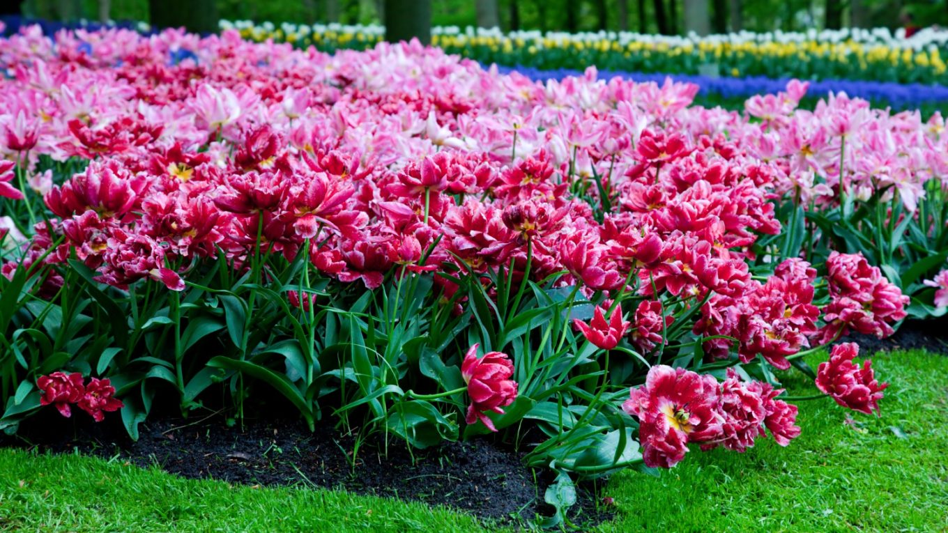 massif_fleurs