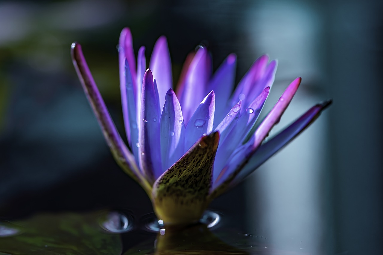 découvrez des plantes à floraison continue pour embellir votre jardin toute l'année avec des fleurs éclatantes et durables.