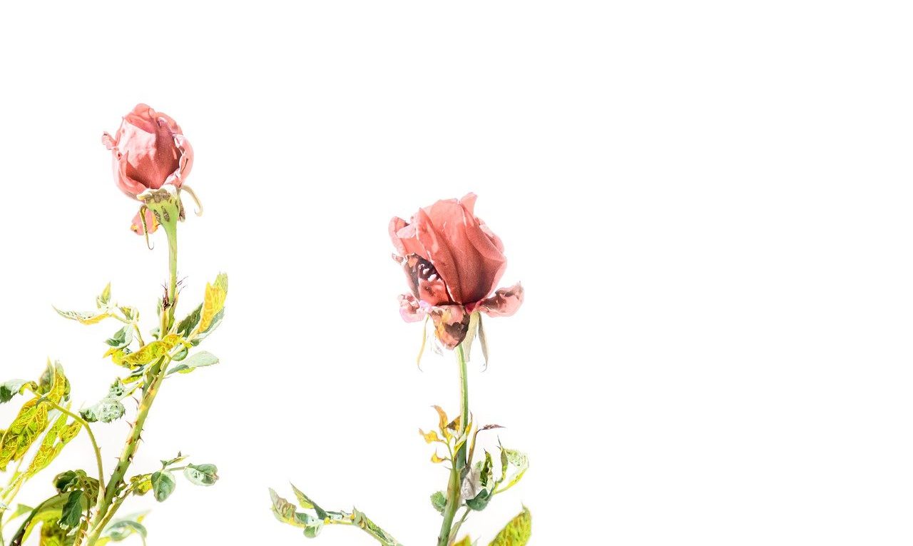 découvrez nos plantes à floraison continue pour un jardin coloré toute l'année. profitez de fleurs éclatantes du printemps à l'automne sans interruption.