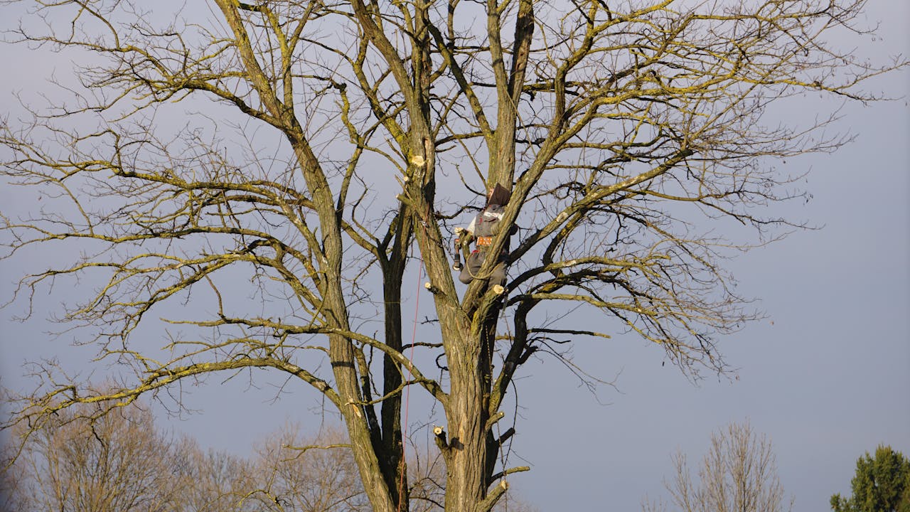 élagage_arbre