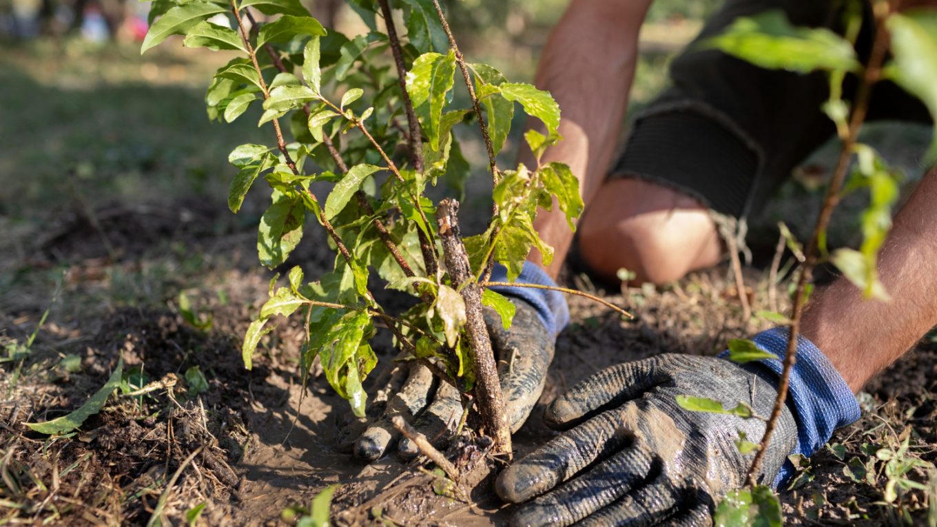 planter_arbre