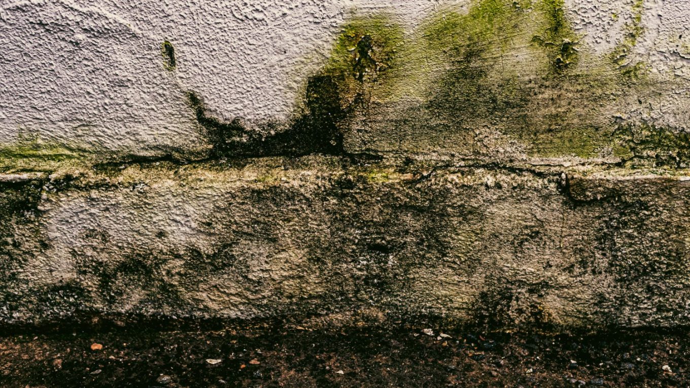 lichen mur