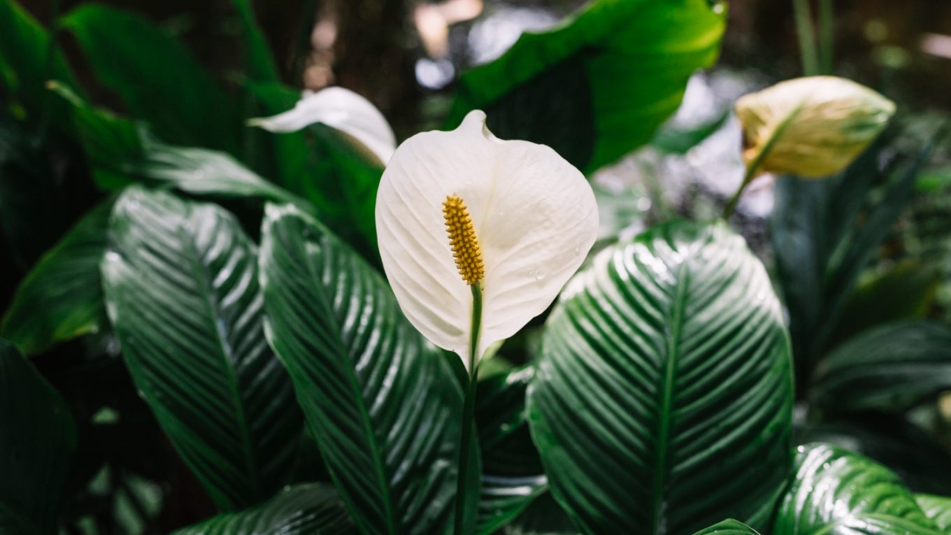 plantes dépolluantes