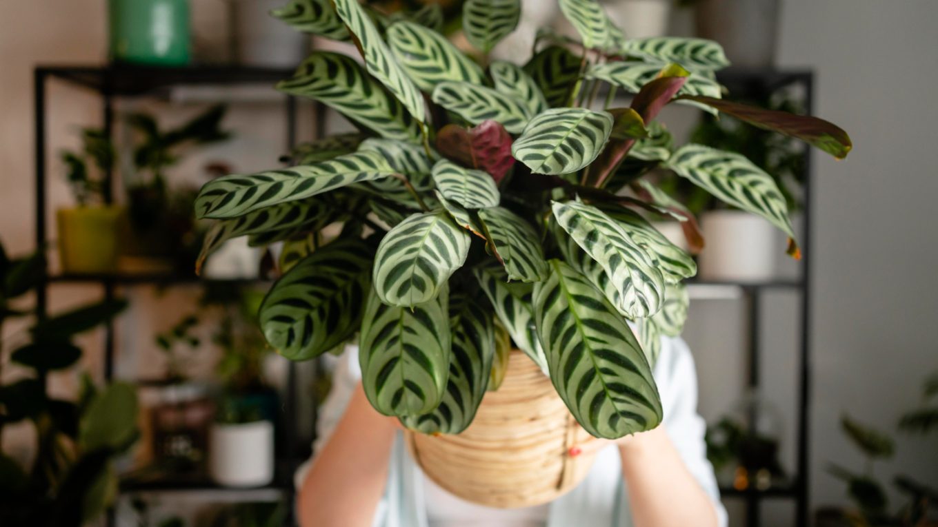plantes d'intérieur