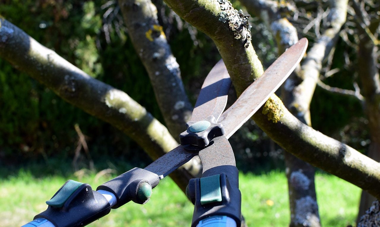 découvrez les étapes de l’élagage des arbres, du choix des branches à couper aux techniques pour préserver leur santé et leur sécurité.